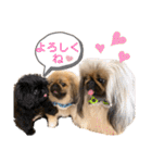 ペキニーズ❤︎（個別スタンプ：1）