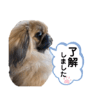 ペキニーズ❤︎（個別スタンプ：5）