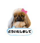ペキニーズ❤︎（個別スタンプ：8）