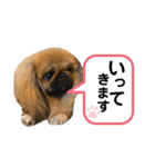 ペキニーズ❤︎（個別スタンプ：10）