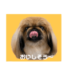 ペキニーズ❤︎（個別スタンプ：19）