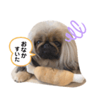 ペキニーズ❤︎（個別スタンプ：23）