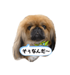 ペキニーズ❤︎（個別スタンプ：26）