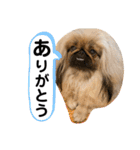 ペキニーズ❤︎（個別スタンプ：28）