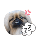 ペキニーズ❤︎（個別スタンプ：29）