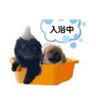 ペキニーズ❤︎（個別スタンプ：32）