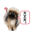 ペキニーズ❤︎（個別スタンプ：35）