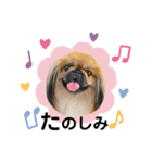 ペキニーズ❤︎（個別スタンプ：36）