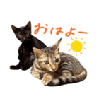 ねこのアレキとユイス（個別スタンプ：1）