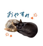 ねこのアレキとユイス（個別スタンプ：2）