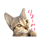 ねこのアレキとユイス（個別スタンプ：4）
