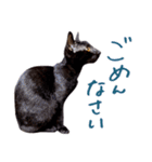 ねこのアレキとユイス（個別スタンプ：6）