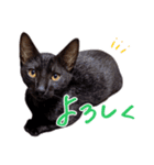 ねこのアレキとユイス（個別スタンプ：7）