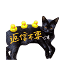 ねこのアレキとユイス（個別スタンプ：8）
