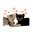 ねこのアレキとユイス（個別スタンプ：9）