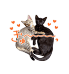 ねこのアレキとユイス（個別スタンプ：10）