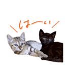 ねこのアレキとユイス（個別スタンプ：14）