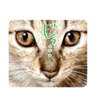 ねこのアレキとユイス（個別スタンプ：16）