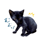 ねこのアレキとユイス（個別スタンプ：17）