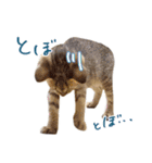 ねこのアレキとユイス（個別スタンプ：18）