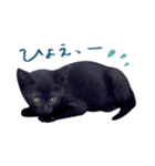 ねこのアレキとユイス（個別スタンプ：19）