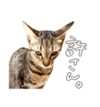 ねこのアレキとユイス（個別スタンプ：20）