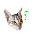 ねこのアレキとユイス（個別スタンプ：21）
