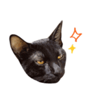 ねこのアレキとユイス（個別スタンプ：22）