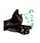 ねこのアレキとユイス（個別スタンプ：25）