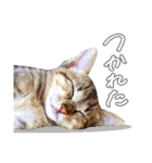 ねこのアレキとユイス（個別スタンプ：26）