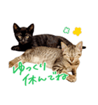 ねこのアレキとユイス（個別スタンプ：27）
