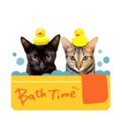 ねこのアレキとユイス（個別スタンプ：28）
