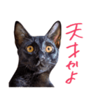 ねこのアレキとユイス（個別スタンプ：30）