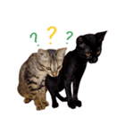 ねこのアレキとユイス（個別スタンプ：32）