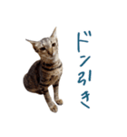 ねこのアレキとユイス（個別スタンプ：34）