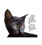 ねこのアレキとユイス（個別スタンプ：35）