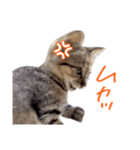 ねこのアレキとユイス（個別スタンプ：36）