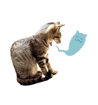 ねこのアレキとユイス（個別スタンプ：37）