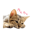 ねこのアレキとユイス（個別スタンプ：38）