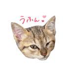 ねこのアレキとユイス（個別スタンプ：39）