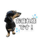まろたろスタンプ（個別スタンプ：5）