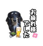 まろたろスタンプ（個別スタンプ：6）