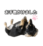 まろたろスタンプ（個別スタンプ：7）
