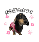 まろたろスタンプ（個別スタンプ：10）