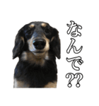 まろたろスタンプ（個別スタンプ：18）