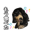 まろたろスタンプ（個別スタンプ：24）