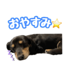 まろたろスタンプ（個別スタンプ：32）