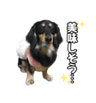 まろたろスタンプ（個別スタンプ：33）