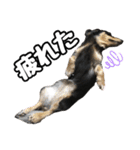まろたろスタンプ（個別スタンプ：34）