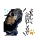 まろたろスタンプ（個別スタンプ：40）